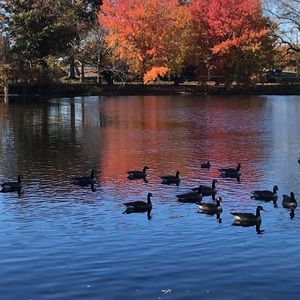 Meet your Posher, Shelly